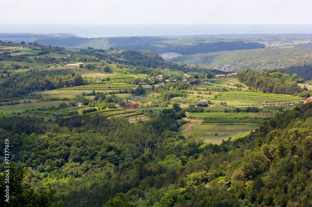 Green Mediterranean landscape during summer in the Istrian peninsula, with the Adriatic sea in the background