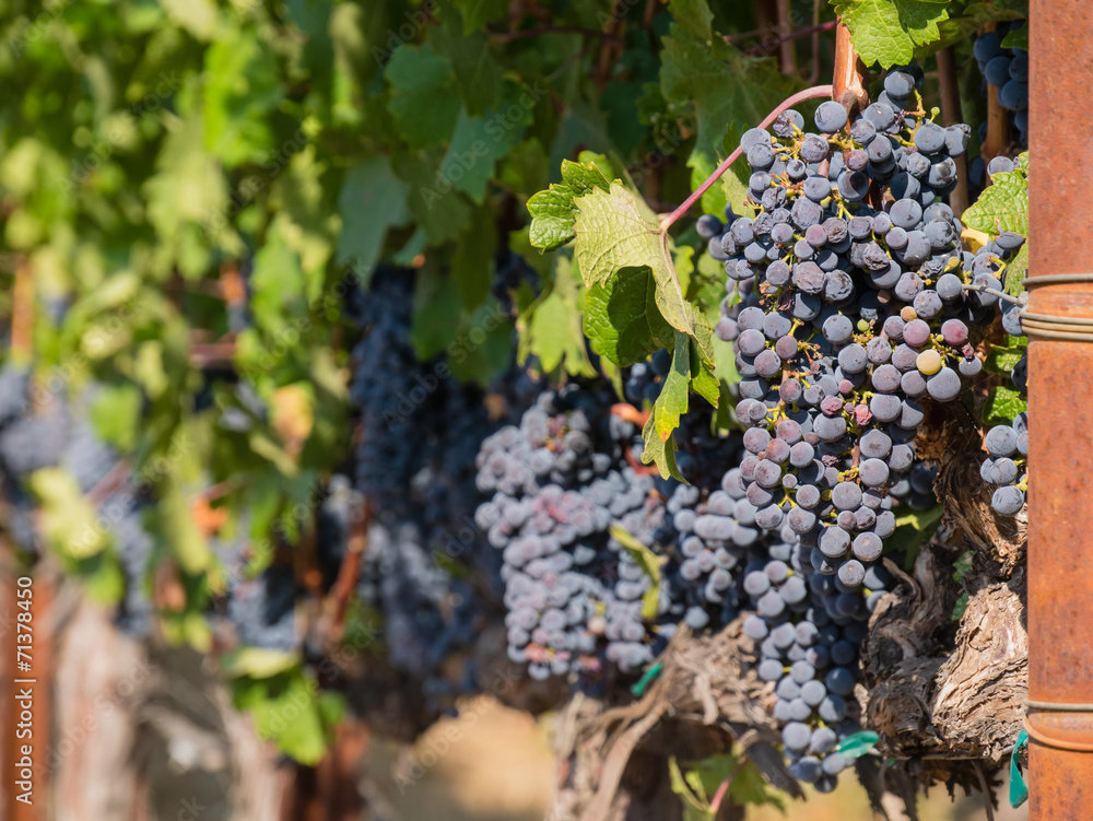 Bunches of red wine grapes hanging around