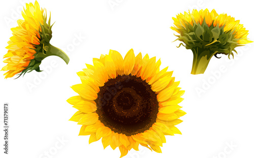 Fototapeta Naklejka Na Ścianę i Meble -  set of 3 isolated sunflowers in realistic style