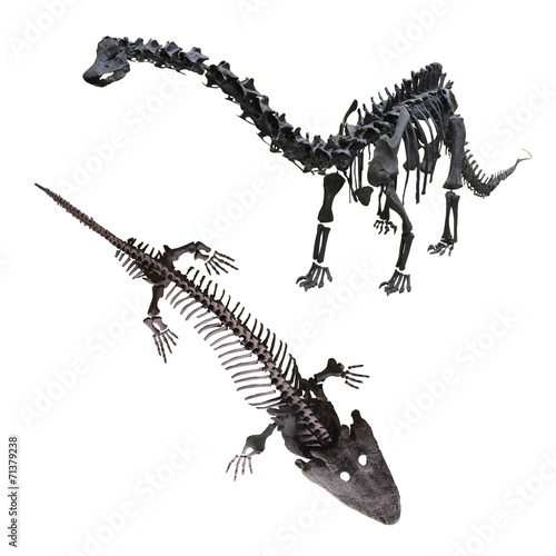 dinosaur's skeleton
