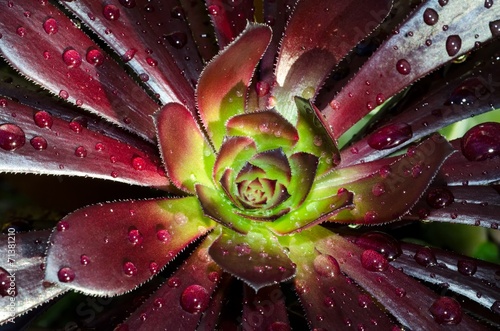 Waterdrops on a succulent photo