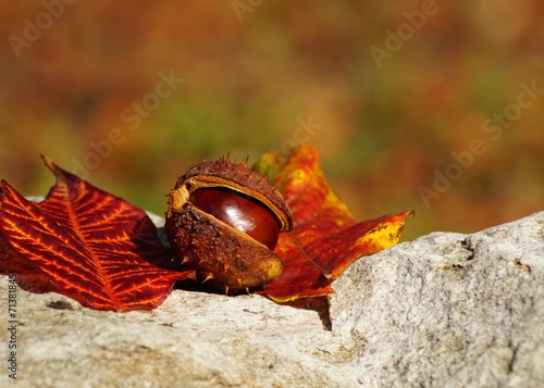 Autumn chestnuts photo