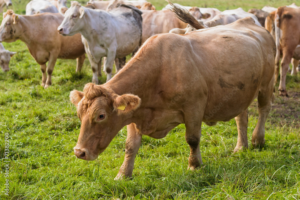 Cows in Field. Cows in Field.
