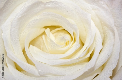 White Rose Close-Up