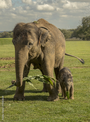 Asian elephant with her calf