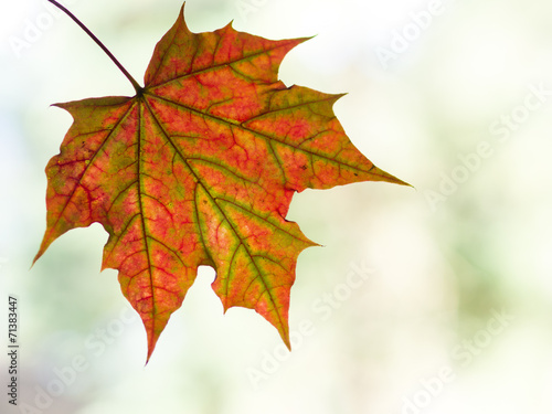 Autumn leaf with copy space