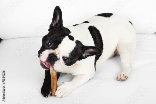 Fototapeta Naklejka Na Ścianę i Meble -  French bulldog with bone on sofa in room