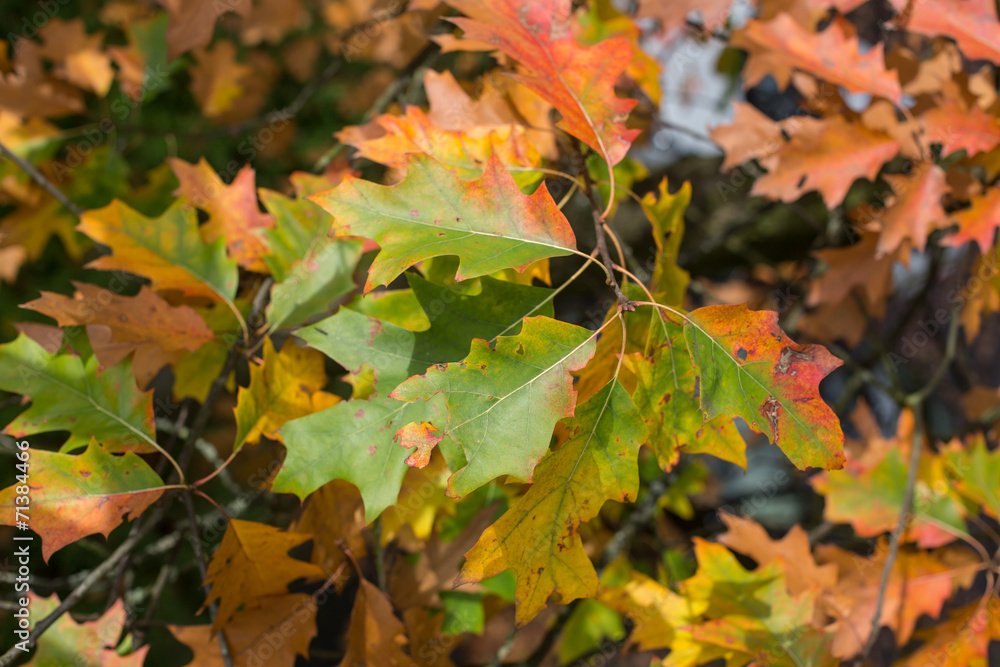 autumn background