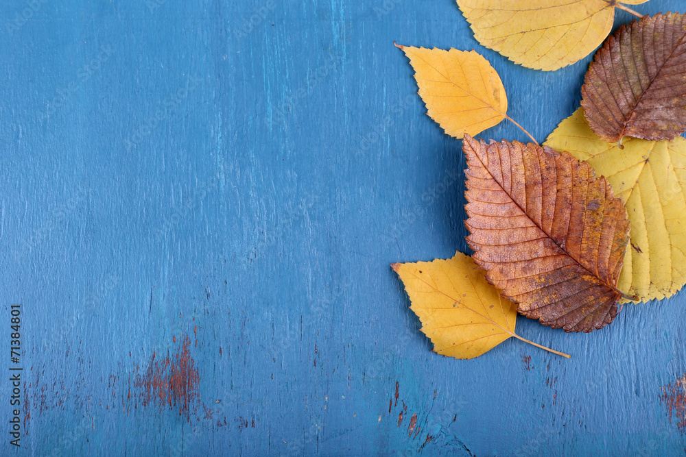 Yellow leaves on blue wooden background Yellow leaves on blue wooden background