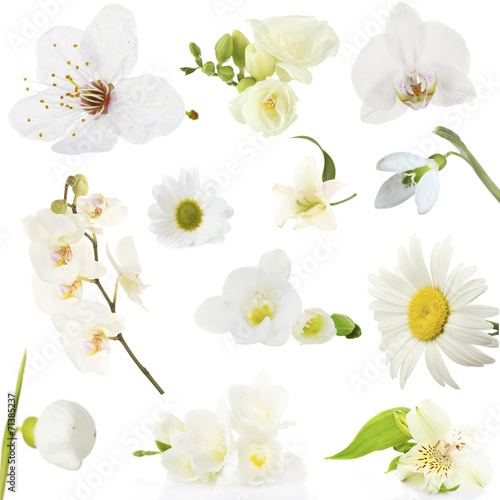 Fototapeta Naklejka Na Ścianę i Meble -  Collage of beautiful white flowers