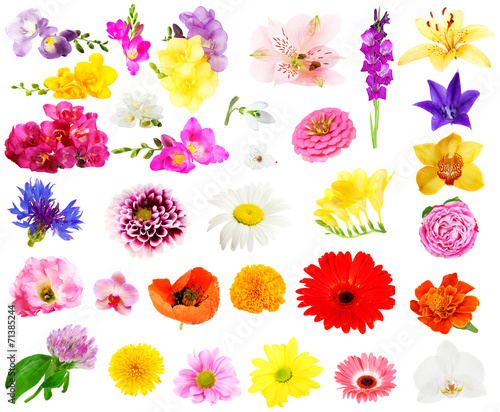 Fototapeta Naklejka Na Ścianę i Meble -  Collage of beautiful flowers