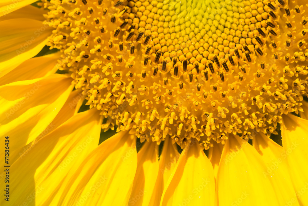 Naklejka premium closeup of sunflower