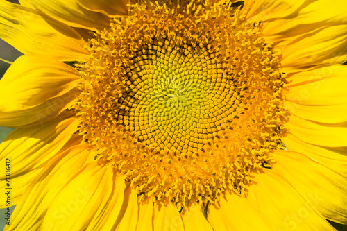 Fototapeta Naklejka Na Ścianę i Meble -  sunflower macro shot