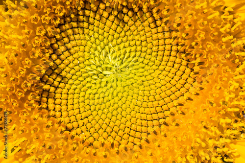 Fototapeta Naklejka Na Ścianę i Meble -  sunflower macro
