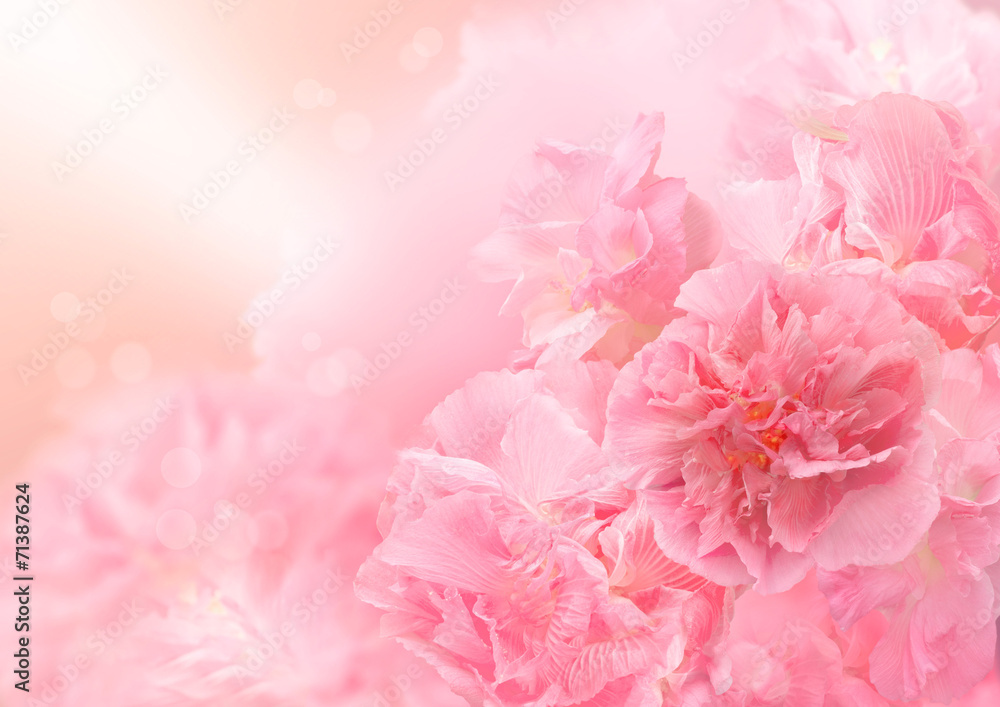 Pink blossom background,  Abstract big flower, Beautiful flower