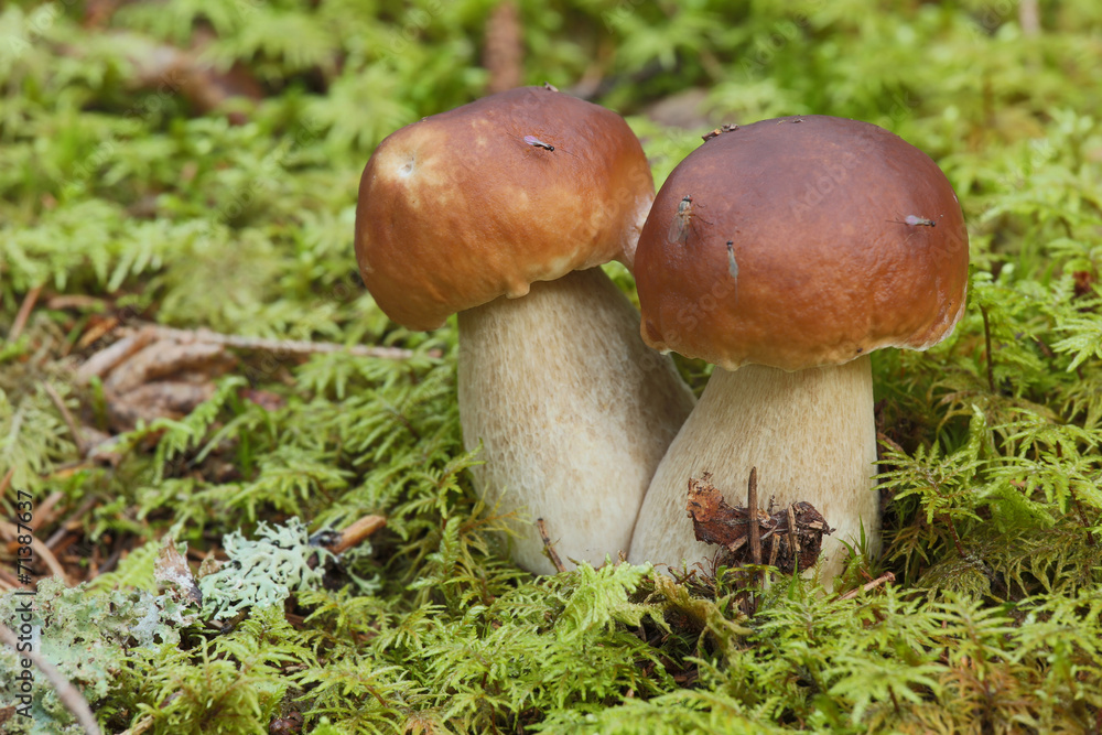 King bolete, Boletus edulis with parasite wasps King bolete, Boletus edulis with parasite wasps