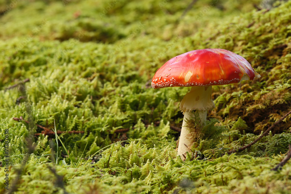 Fly agaric, Amanita muscaria, poisonous fungus Fly agaric, Amanita muscaria, poisonous fungus