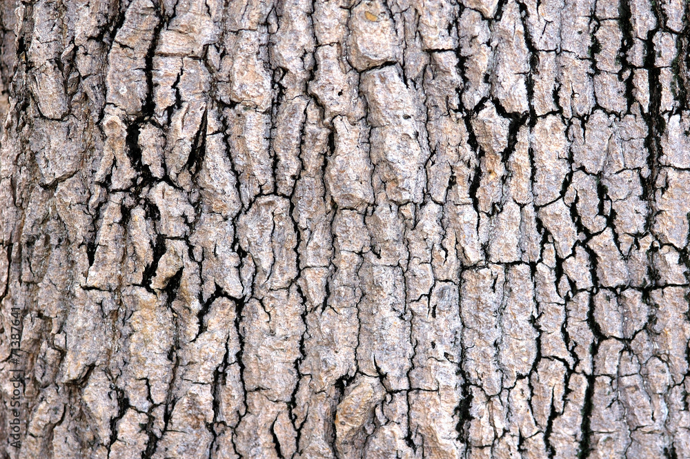 Tree bark texture Tree bark texture