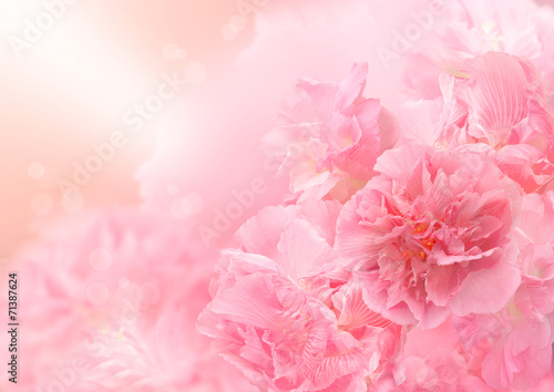 Pink blossom background,  Abstract big flower, Beautiful flower © ipopba