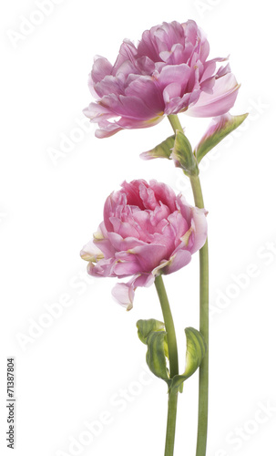 Fototapeta Naklejka Na Ścianę i Meble -  tulip