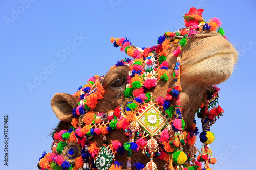 Portrait of decorated camel at Desert Festival, Jaisalmer, India