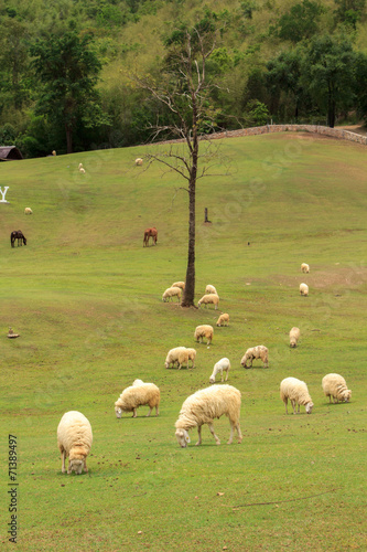 Sheep on the farm, and green grass.