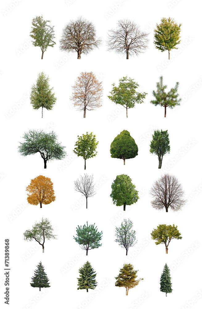Obraz premium trees are isolated