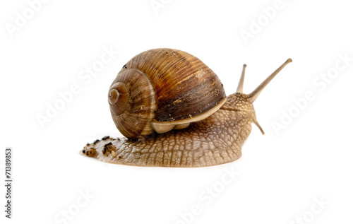snail isolated
