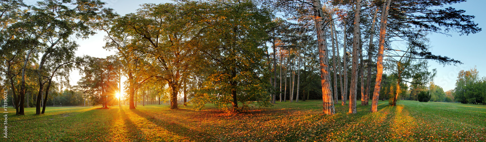 Panorama of Summer - autumn tree in forest park