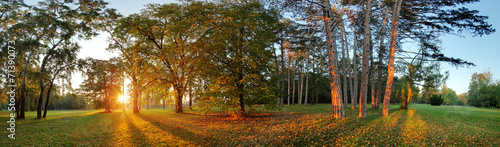 Panorama of Summer - autumn tree in forest park #71390073