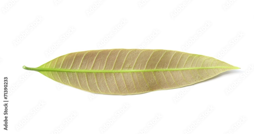 Obraz premium Mango leaf