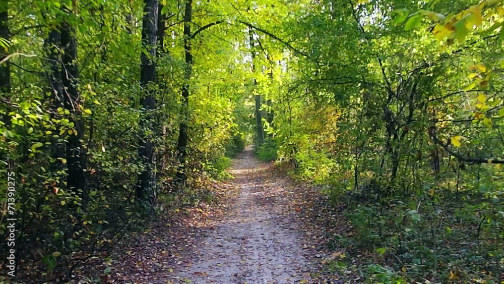 Walk in the autumn woods with steadicam Walk in the autumn woods with steadicam
