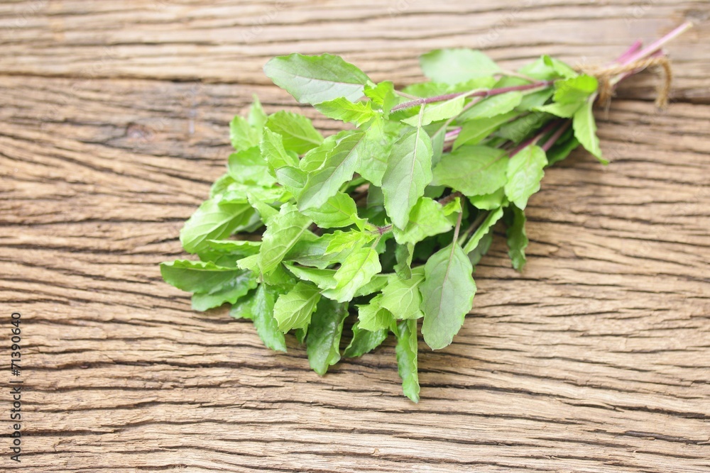 Basil Basil
