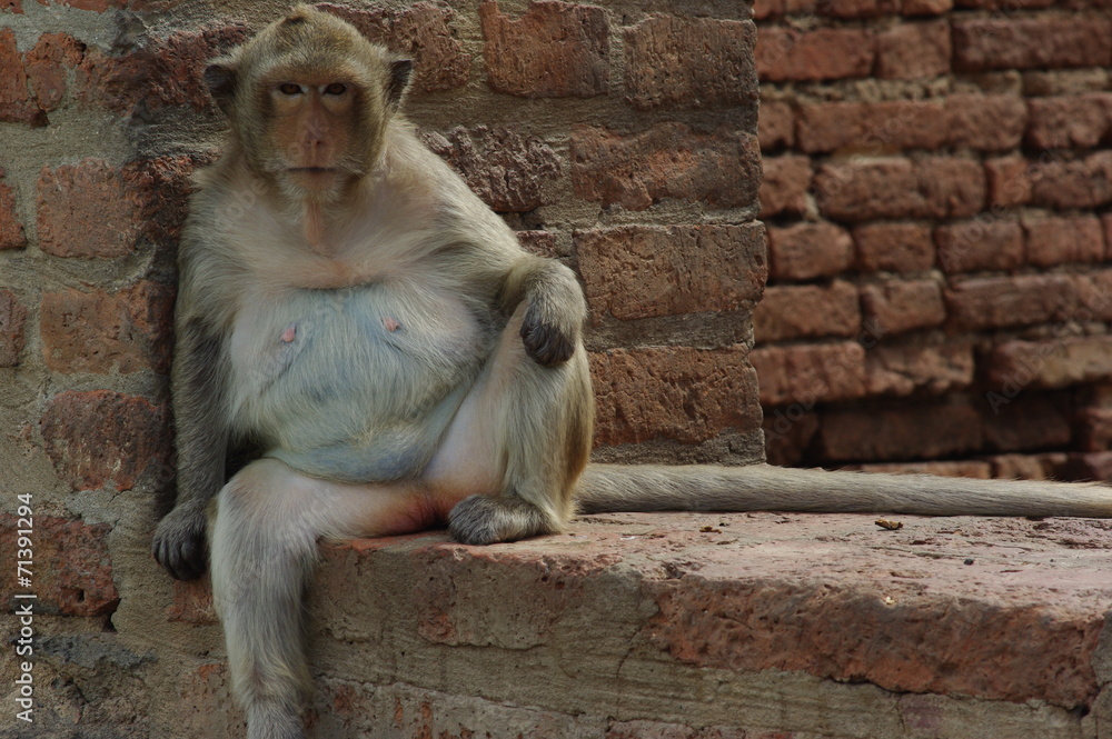 Monkey sitting