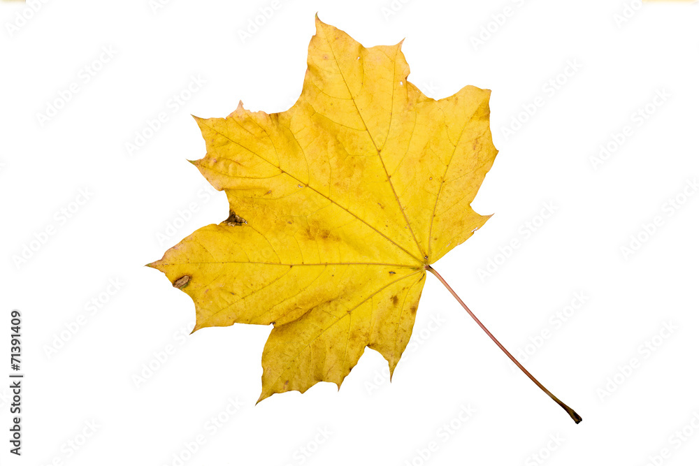 Maple tree leaf with autumn colors, isolated on white background