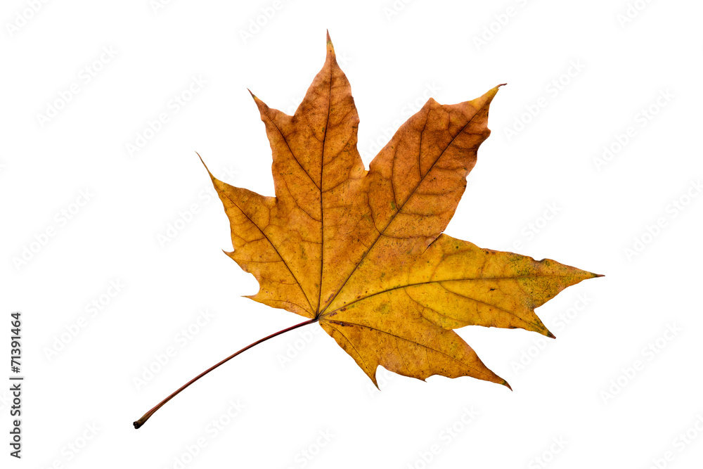 Maple tree leaf with autumn colors, isolated on white background Maple tree leaf with autumn colors, isolated on white background
