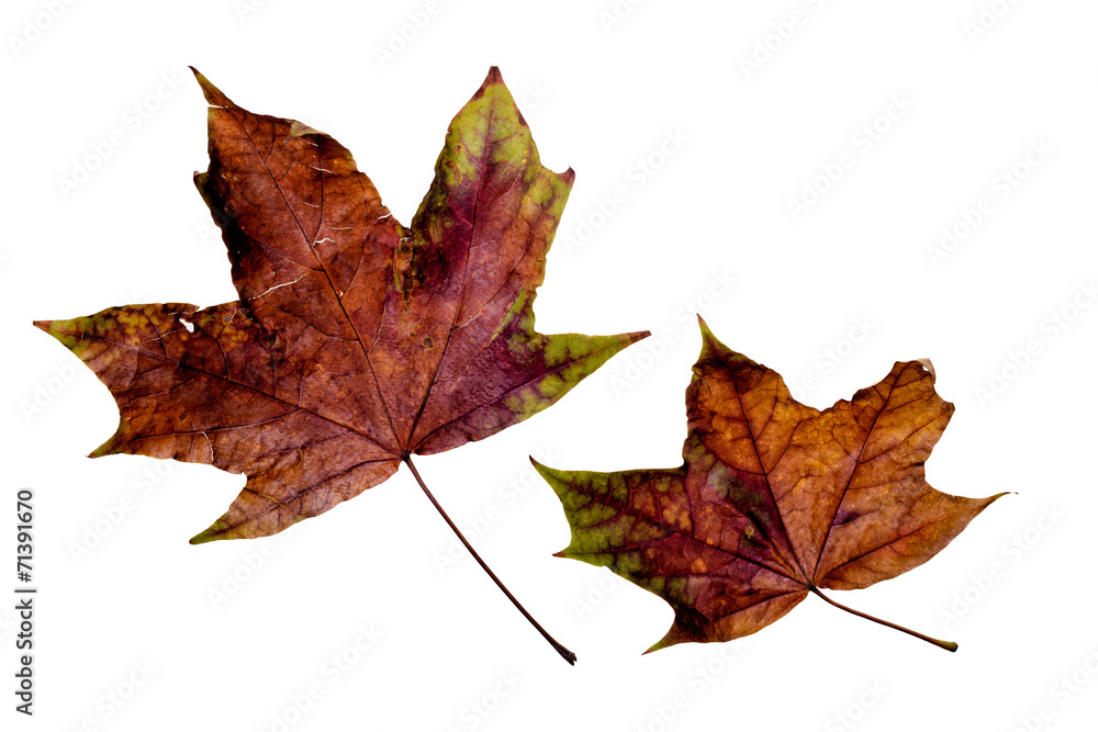Maple tree leaves with autumn colors, isolated on white background Maple tree leaves with autumn colors, isolated on white background
