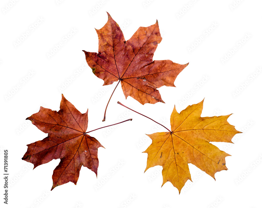 Maple tree leaves with autumn colors, isolated on white background Maple tree leaves with autumn colors, isolated on white background