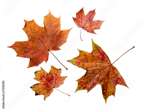 Maple tree leaves with autumn colors, isolated on white background