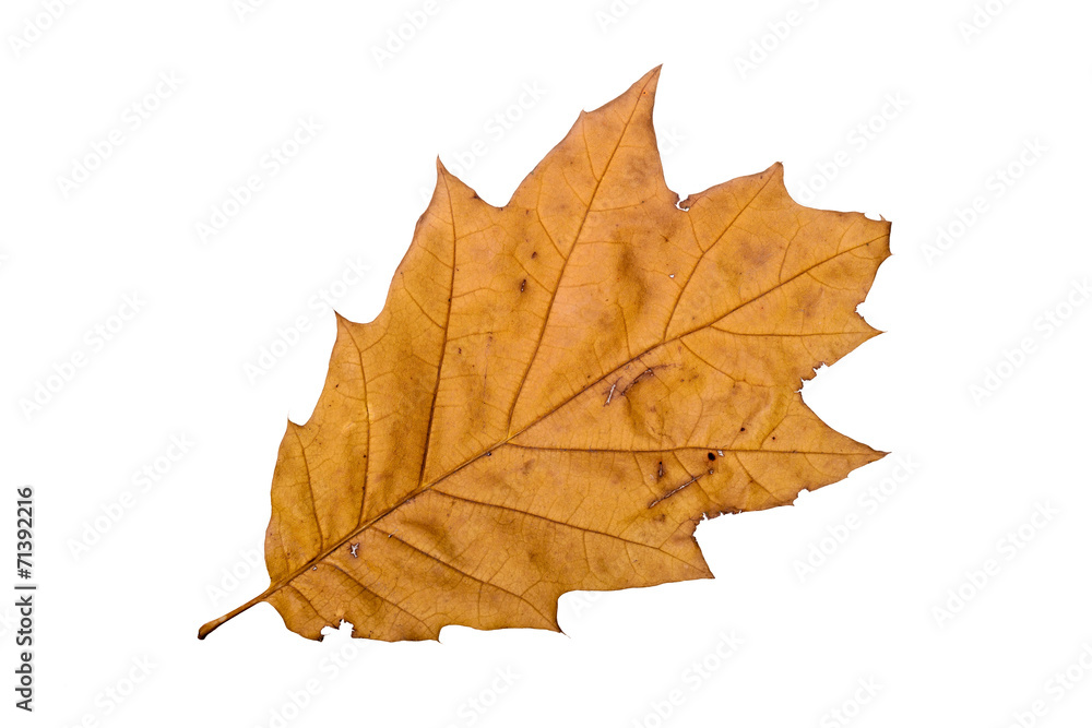 Fototapeta premium Oak tree leaf with autumn colors, isolated on white background
