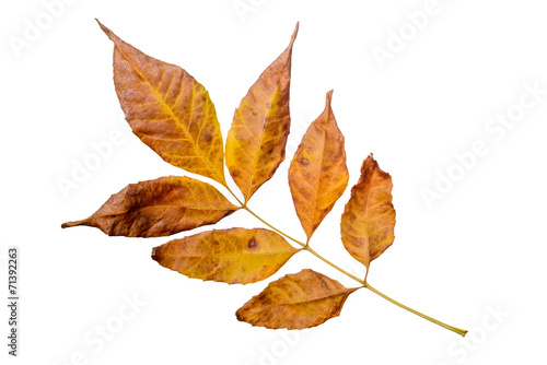 Ash tree leaves with autumn colors, isolated on white background