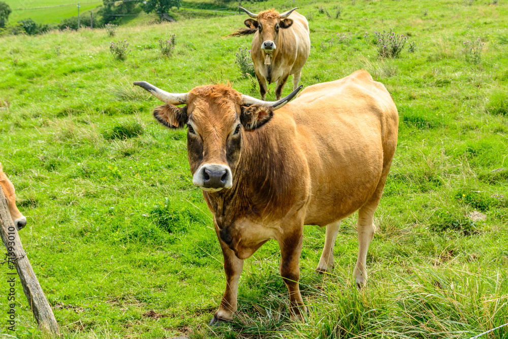 Salers cows in the Cantal, France