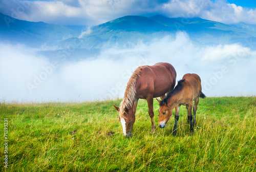 Amazing mountain landscape with fog and horses