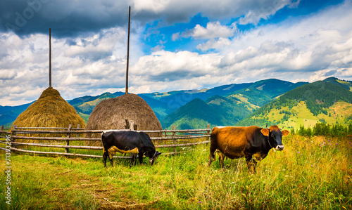 Amazing mountain landscape with fog and cows