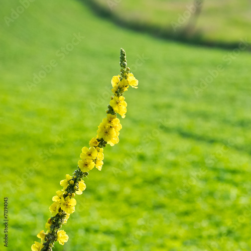 Königskerze auf der Wiese photo