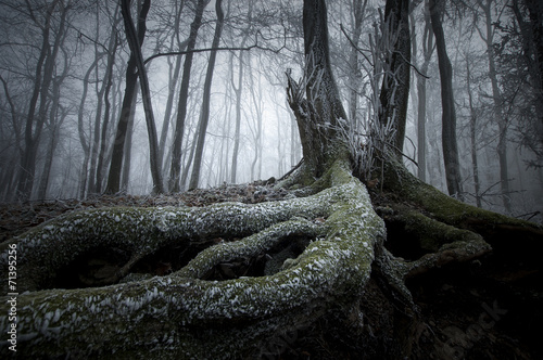 tree with twisted roots in ...