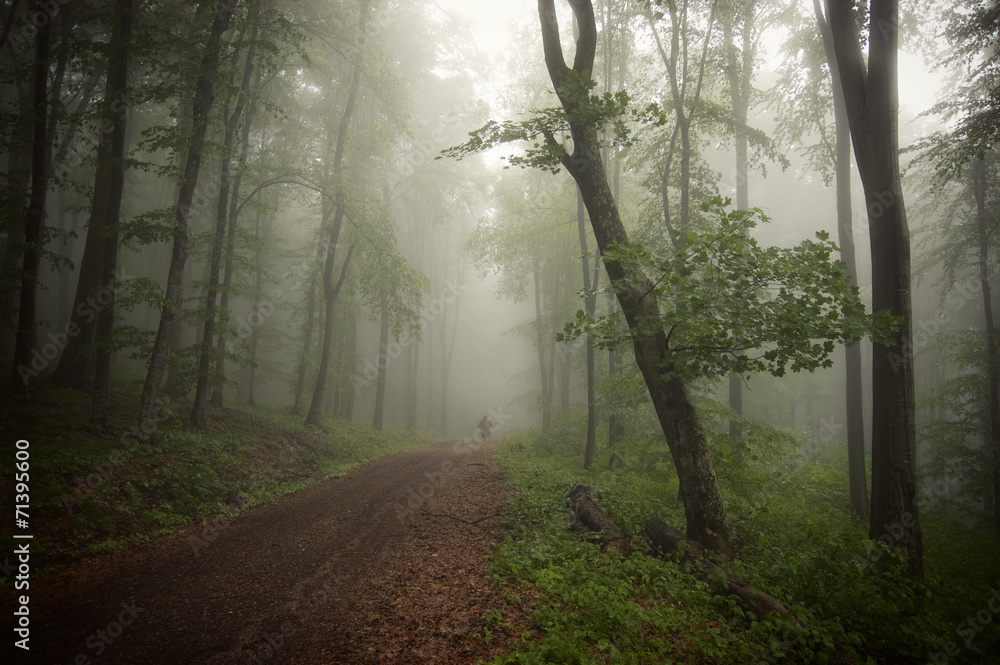 man walking through dark green forest man walking through dark green forest