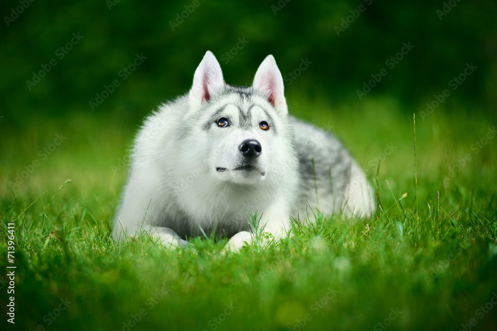 Cute siberian husky lying on green grass Cute siberian husky lying on green grass