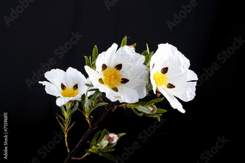 Photos Gum rockrose - Cistus ladanifer - in the heath fields of Alentej