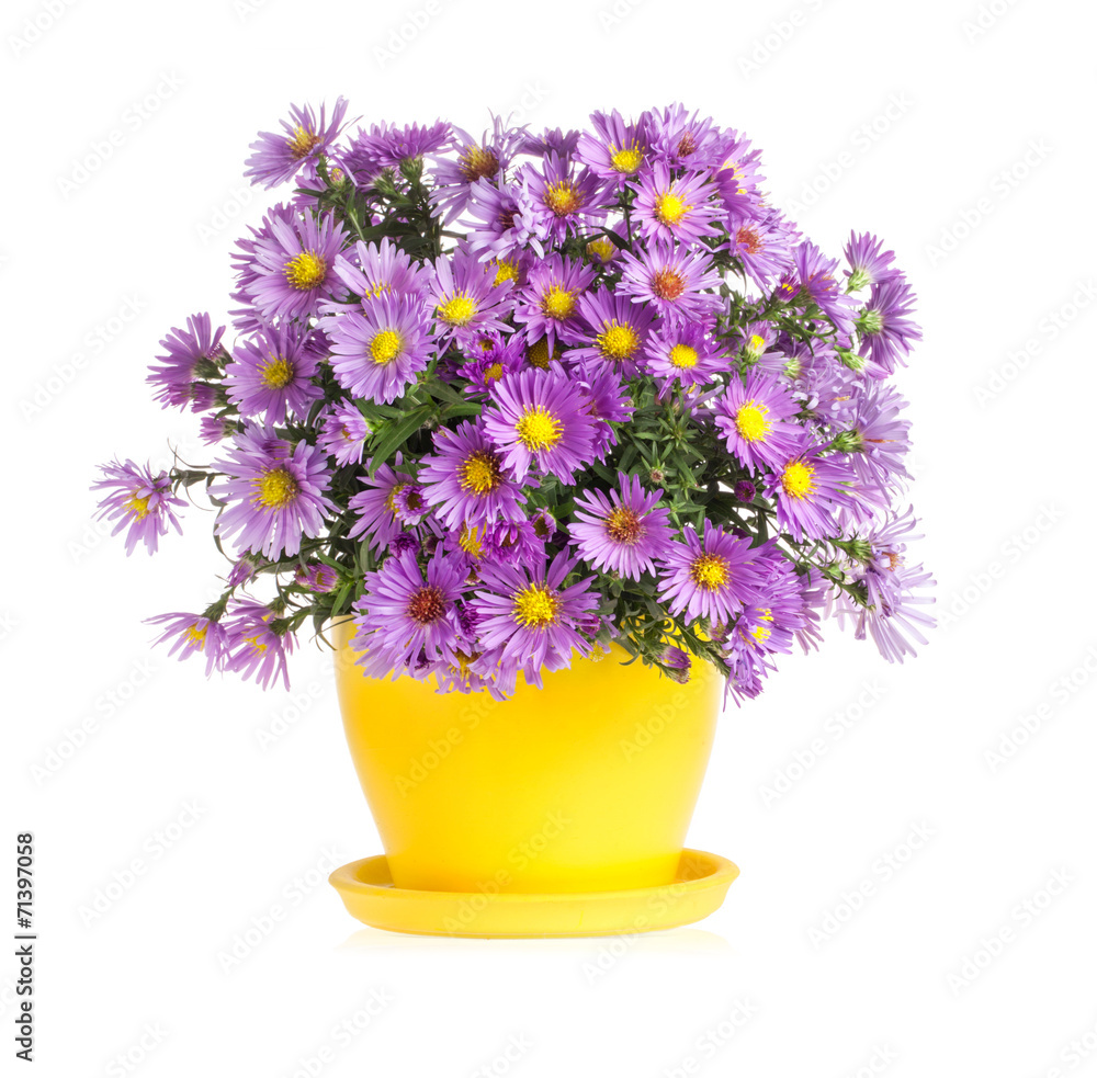 Purple autumn flowers in flowerpot